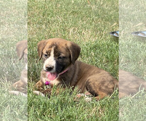 Medium Photo #5 Beagle Puppy For Sale in Holly Springs, NC, USA