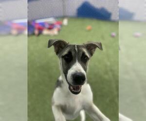 German Shepherd Dog-Siberian Husky Mix Dogs for adoption in Chula Vista, CA, USA