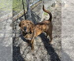 Small #2 Plott Hound Mix