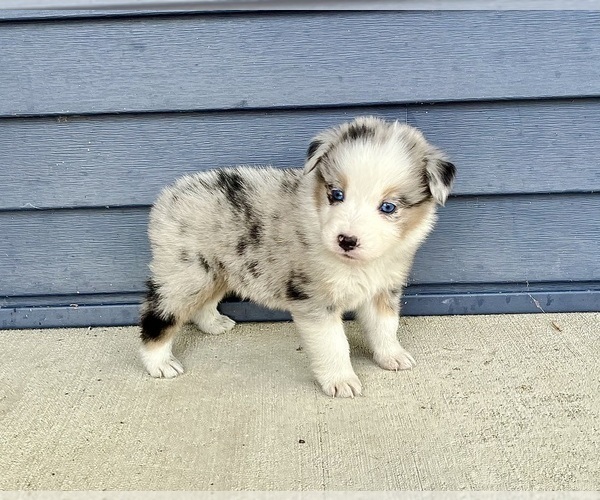 Medium Photo #2 Australian Shepherd Puppy For Sale in LODA, IL, USA