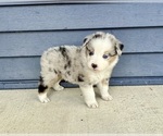 Small #1 Australian Shepherd