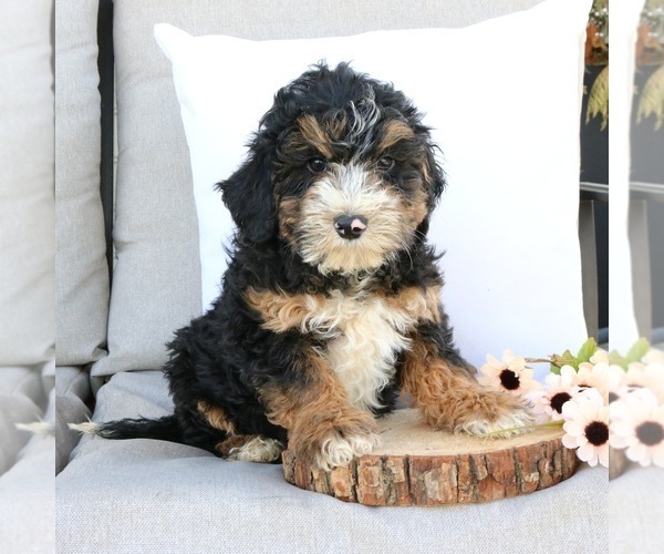 Medium Photo #1 Bernedoodle (Miniature) Puppy For Sale in EPHRATA, PA, USA