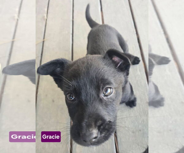 Medium Photo #2 Labrador Retriever-Unknown Mix Puppy For Sale in Alexander, AR, USA