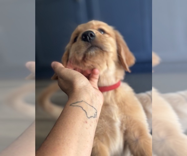 Medium Photo #8 Golden Retriever Puppy For Sale in HAMPSTEAD, NC, USA