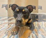 Small #1 Mutt