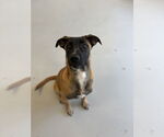 Small #6 Mutt