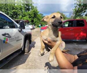 German Shepherd Dog Dogs for adoption in Houston, TX, USA