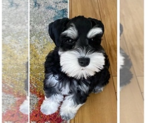 Schnauzer (Standard) Puppy for sale in RIVERVIEW, FL, USA