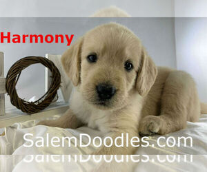 Labradoodle Puppy for sale in WINSTON SALEM, NC, USA