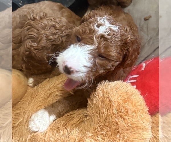 Medium Photo #7 Goldendoodle (Miniature) Puppy For Sale in SAINT MARYS, KS, USA