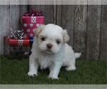 Small #18 Shih Tzu
