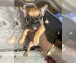 Puppy 5 French Bulldog