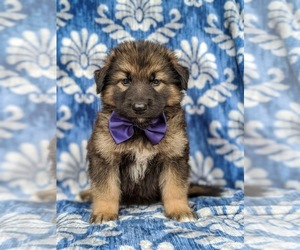 Alaskan Malamute-German Shepherd Dog Mix Puppy for sale in KIRKWOOD, PA, USA