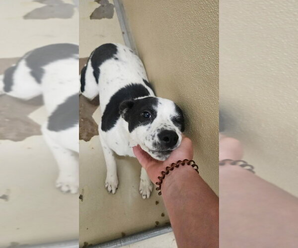 Medium Photo #3 Mutt Puppy For Sale in Lakewood, CO, USA