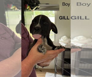 Mutt Dogs for adoption in Woodbury, NY, USA