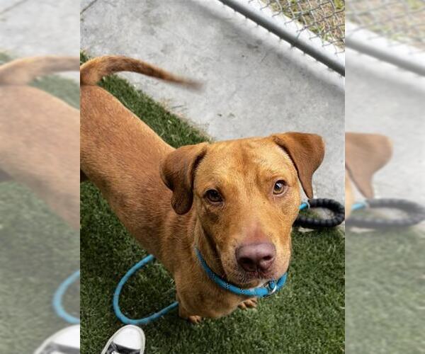 Medium Photo #3 Labrador Retriever-Unknown Mix Puppy For Sale in Baytown, TX, USA