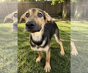Jordie - Male Mutt Dog for Adoption - Photo #6