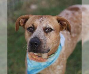 Mutt Dogs for adoption in San Antonio, TX, USA