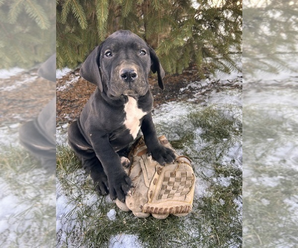 Medium Photo #1 Great Dane Puppy For Sale in MIDDLEBURY, IN, USA