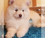 Small Photo #56 Pomeranian-Pomsky Mix Puppy For Sale in RAMSEY, MN, USA
