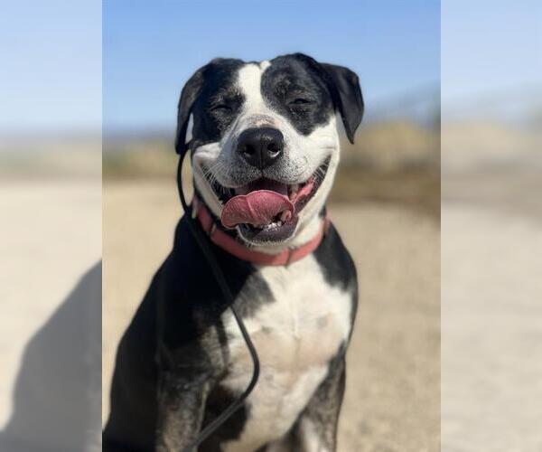 Medium Photo #2 Mutt Puppy For Sale in Long Beach, CA, USA