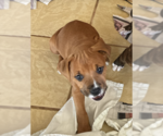 Small Mutt