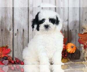 Poochon Puppy for sale in MOUNT VERNON, OH, USA