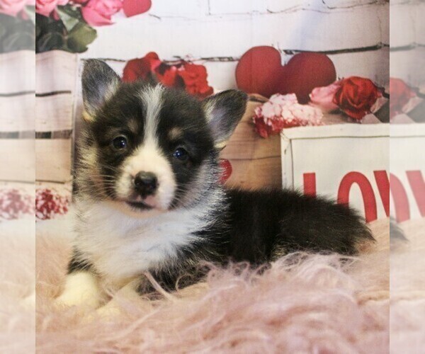 Medium Photo #1 Pembroke Welsh Corgi Puppy For Sale in COATESVILLE, PA, USA
