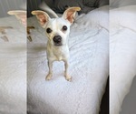 Small #2 Italian Greyhuahua
