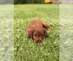 Image preview for Ad Listing. Nickname: Litter of 11