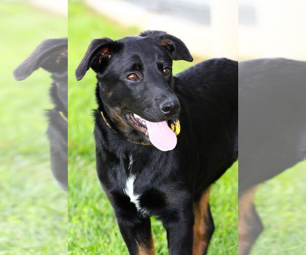 Medium Photo #2 Mutt Puppy For Sale in Evansville, IN, USA