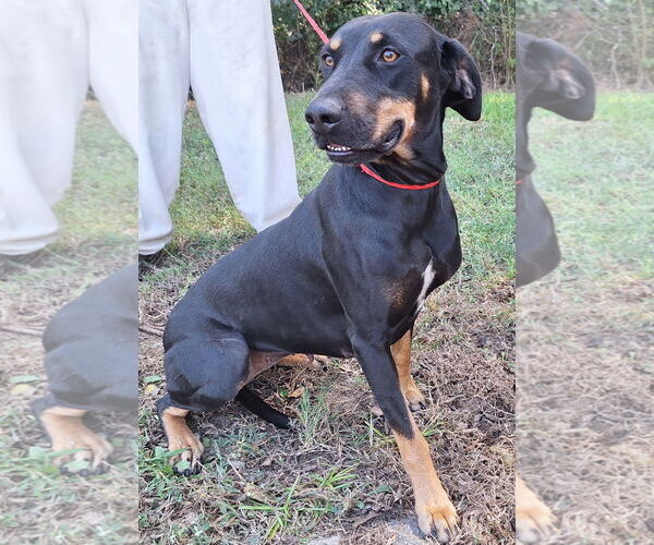 Medium Photo #4 Labrador Retriever-Unknown Mix Puppy For Sale in Wetumpka, AL, USA
