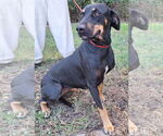 Small #3 Labrador Retriever Mix