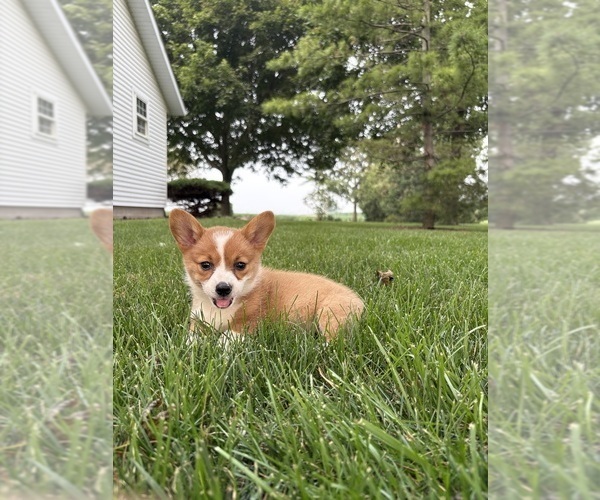 Medium Photo #44 Pembroke Welsh Corgi Puppy For Sale in MILFORD, IN, USA