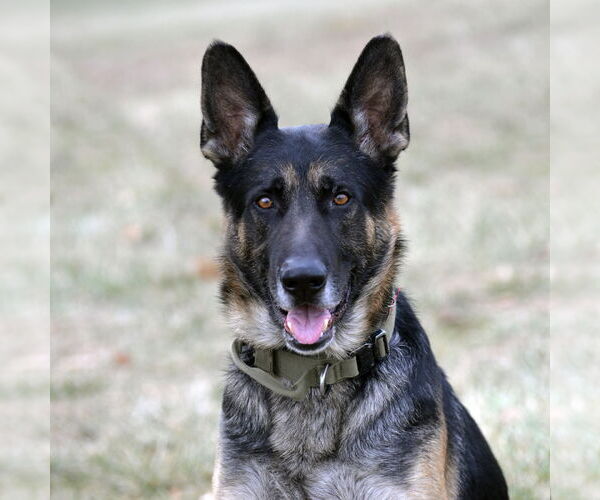 Medium Photo #7 German Shepherd Dog Puppy For Sale in Gretna, NE, USA