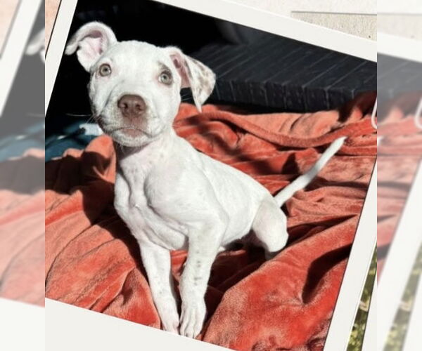 Medium Photo #5 Mutt Puppy For Sale in Euless, TX, USA