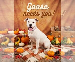 American Pit Bull Terrier Dogs for adoption in Macon, MO, USA