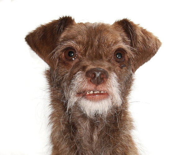 Medium Photo #2 Poodle (Toy)-Unknown Mix Puppy For Sale in Oakland Park, FL, USA