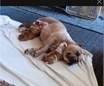 Small American Bully