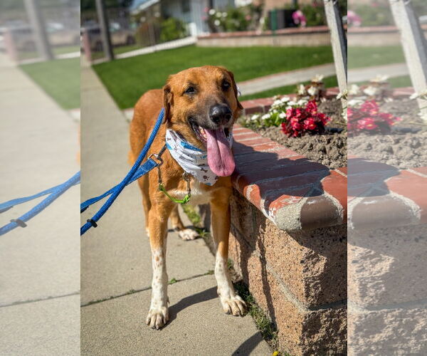 Medium Photo #7 Labrador Retriever-Unknown Mix Puppy For Sale in San Diego, CA, USA
