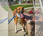 Small #6 Labrador Retriever Mix