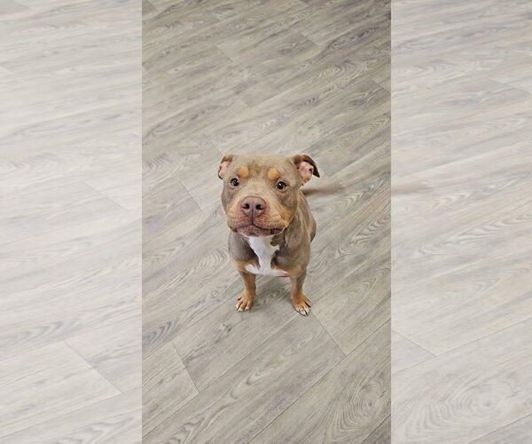 Medium Photo #2 American Pit Bull Terrier-American Staffordshire Terrier Mix Puppy For Sale in Duluth, MN, USA