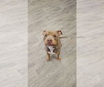 Small #1 American Pit Bull Terrier-American Staffordshire Terrier Mix
