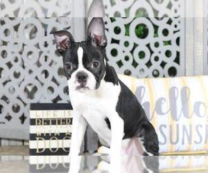 Boston Terrier Puppy for sale in MOUNT VERNON, OH, USA
