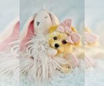 Small #3 Poodle (Toy)