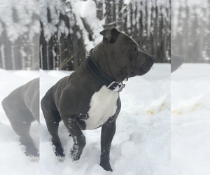 Father of the American Bully puppies born on 02/02/2022