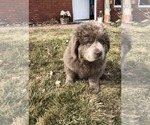 Small Photo #3 Newfoundland Puppy For Sale in PAYETTE, ID, USA
