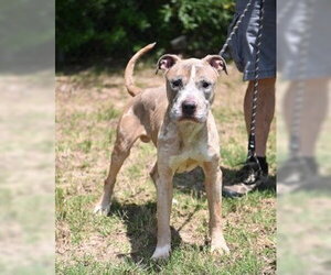 Mutt Dogs for adoption in Glen Allen, VA, USA