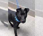Small Labrador Retriever Mix