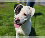Small #1 American Pit Bull Terrier